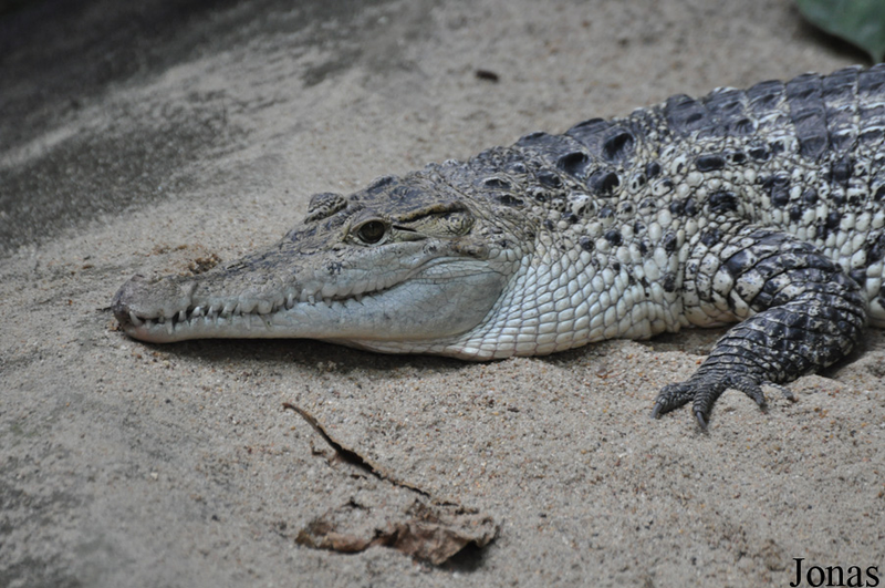 Illustration for article titled Smonday Crocodilian - Crocodylus novaguineae Edition